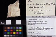 Foto (Objket + Etiketten) von Mesogalathea striata (Remeš, 1895) 